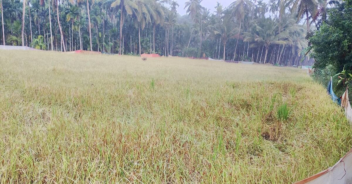 sulkeri: rare raktasali variety of rice ready for harvest