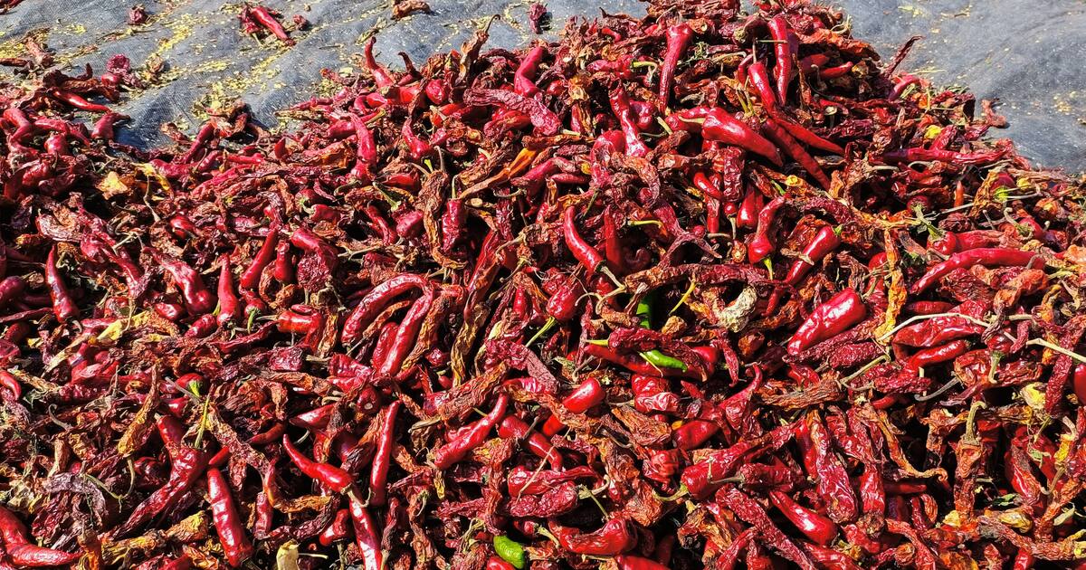 disease threat to dry chilli crop
