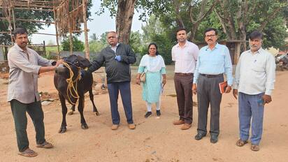 ಫೋಟೋ – 6 ಹೆಚ್‌ಎಸ್‌ಕೆ 3ಹೊಸಕೋಟೆ ತಾಲೂಕು ನಡವತ್ತಿ ಹಾಲು ಉತ್ಪಾದಕರ ಸಹಕಾರ ಸಂಘದ ಆವರಣದಲ್ಲಿ ಕಾಲುಬಾಯಿ ಲಸಿಕಾ ಕಾರ್ಯಕ್ರಮಕ್ಕೆ ತಾಲೂಕು ಪಶು ಆಸ್ಪತ್ರೆ ಆಡಳಿತ ಅಧಿಕಾರಿ ಡಾ.ನಾರಾಯಣಸ್ವಾಮಿ ಚಾಲನೆ ನೀಡಿದರು. | Kannada Prabha