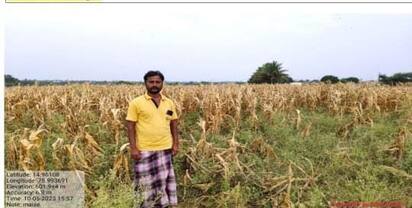 ವಿಜಯನಗರ ಜಿಲ್ಲೆಯ ಹೂವಿನಹಡಗಲಿ ತಾಲೂಕಿನಲ್ಲಿ ಮೆಕ್ಕೆಜೋಳ ಬೆಳೆ ಸಂಪೂರ್ಣ ಒಣಗಿದೆ. | Kannada Prabha