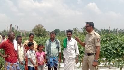 ಹಿರೇಕೆರೂರು ಆಲದಗೇರಿ ಗ್ರಾಮದಲ್ಲಿ ಕಿಡಿಗೇಡಿಗಳು ಹಾಗಲಕಾಯಿ ಬೆಳೆ ಹಾನಿ ಮಾಡಿದ್ದಾರೆ. ಪೊಲೀಸರು ಸ್ಥಳಕ್ಕೆ ಭೇಟಿ ನೀಡಿ ಪರಿಶೀಲಿಸಿದರು. | Kannada Prabha