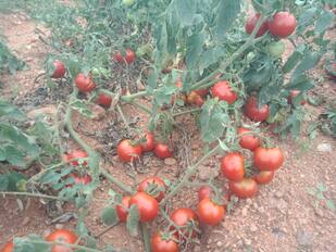 ೭ಕೆಎನ್‌ಕೆ-೧-ಎ                                          ಕನಕಗಿರಿ ತಾಲೂಕಿನ ಬಸರಿಹಾಳ ಗ್ರಾಮದ ರೈತ ಯಮನಪ್ಪ ಚಿಂಚಲಿ ಎರಡು ಎಕರೆ ಜಮೀನಿನಲ್ಲಿ ಬೆಳೆದ ಟಮೊಟ.೭ಕೆಎನ್‌ಕೆ-೧-ಬಿ                                       (ಒಳಚಿತ್ರ) ದರ ಸಿಗದಿದ್ದರಿಂದ ಗಿಡದಲ್ಲೇ ಕೊಳೆಯುತ್ತಿವೆ ಟಮೊಟ. | Kannada Prabha