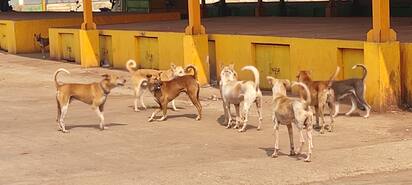 ಹಿರೇಕೆರೂರ ಪಟ್ಟಣದ ಮುಖ್ಯ ರಸ್ತೆಯಲ್ಲಿ ಓಡಾಡುತ್ತಿರುವ ನಾಯಿಗಳು. | Kannada Prabha