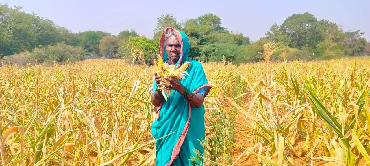 8ಎಚ್‌ಪಿಟಿ1- ವಿಜಯನಗರ ಜಿಲ್ಲೆಯ ಹೊಸಪೇಟೆ ತಾಲೂಕಿನ ನಂದಿಬಂಡಿ ಗ್ರಾಮದ ರೈತ ಮಹಿಳೆ ಮರಿಯವ್ವತನ್ನ ಜಮೀನಿನಲ್ಲಿ ಮೆಕ್ಕೆಜೋಳ ತೆನೆ ಕಾಳುಕಟ್ಟದೇ ಹಾನಿಯಾಗಿರುವುದನ್ನು ತೋರ್ಪಡಿಸಿದ ಚಿತ್ರಣ. | Kannada Prabha