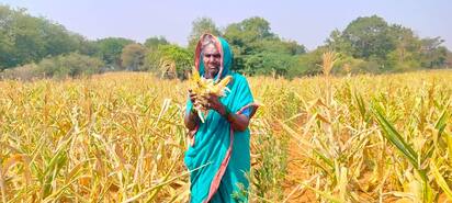 8ಎಚ್‌ಪಿಟಿ1- ವಿಜಯನಗರ ಜಿಲ್ಲೆಯ ಹೊಸಪೇಟೆ ತಾಲೂಕಿನ ನಂದಿಬಂಡಿ ಗ್ರಾಮದ ರೈತ ಮಹಿಳೆ ಮರಿಯವ್ವತನ್ನ ಜಮೀನಿನಲ್ಲಿ ಮೆಕ್ಕೆಜೋಳ ತೆನೆ ಕಾಳುಕಟ್ಟದೇ ಹಾನಿಯಾಗಿರುವುದನ್ನು ತೋರ್ಪಡಿಸಿದ ಚಿತ್ರಣ. | Kannada Prabha