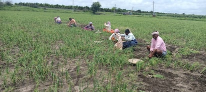ಫೋಟೊ ಶೀರ್ಷಿಕೆ: 8ಆರ್‌ಎನ್‌ಆರ್4ರಾಣಿಬೆನ್ನೂರು ತಾಲೂಕಿನ ಮಣಕೂರ ಗ್ರಾಮದ ಬಳಿ ಬೆಳ್ಳುಳ್ಳಿ ಬೆಳೆಯನ್ನು ಕೀಳುತ್ತಿರುವ ರೈತರು.  | Kannada Prabha