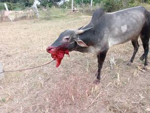 ಕೂಡ್ಲಿಗಿ ತಾಲೂಕು ಹರವದಿ ಗ್ರಾಮದ ಜಮೀನಿನಲ್ಲಿ ಎತ್ತೊಂದು ಮೇಯುತ್ತಿದ್ದಾಗ ಕಾಡುಪ್ರಾಣಿಗಳನ್ನು ಬೇಟೆಯಾಡಲು ಬಳಸುವ ಸ್ಪೋಟಕವನ್ನುಆಕಸ್ಮಿಕವಾಗಿ  ತಿಂದಿದ್ದರಿಂದ  ಸ್ಪೋಟಿಸಿ ಎತ್ತಿನ ಬಾಯಿಗೆ ಗಂಭೀರ ಗಾಯಗೊಂಡಿರುವ ಘಟನೆ ನಡೆದಿದೆ. ಈ ಬಗ್ಗೆ  ಪೊಲೀಸರು ತನಿಖೆಕೈಗೊಂಡಿದ್ದಾರ | Kannada Prabha