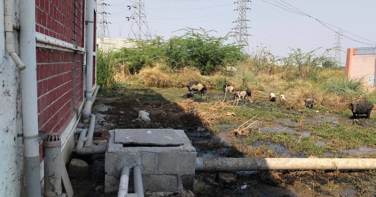 pig infestation in girls hostel