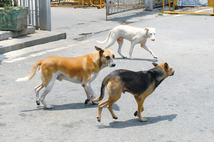  Stray Dogs 
